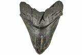 Huge, Fossil Megalodon Tooth - South Carolina #197878-1